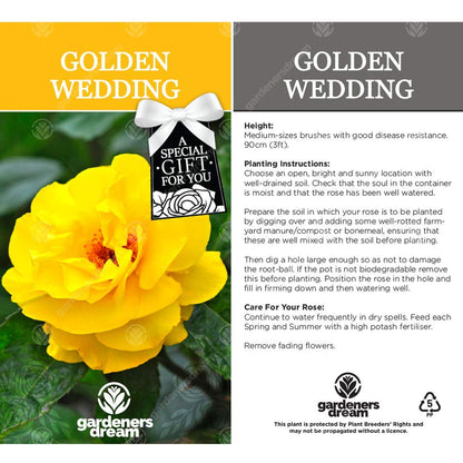 Golden Wedding Rose - 50th Wedding Anniversary - Help Celebrate a Special Couple's Golden Anniversary with a Unique Living Plant Gift