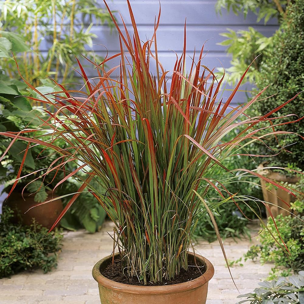 YouGarden Imperata Blood Grass 'Red Baron', Set of Three Established Plants in 9cm Pots, Decorative Grasses for Gardens, Garden Ready Established Red Ornamental Grass