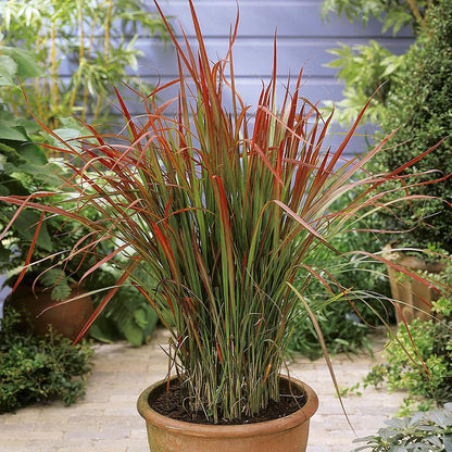 YouGarden Imperata Blood Grass 'Red Baron', Set of Three Established Plants in 9cm Pots, Decorative Grasses for Gardens, Garden Ready Established Red Ornamental Grass