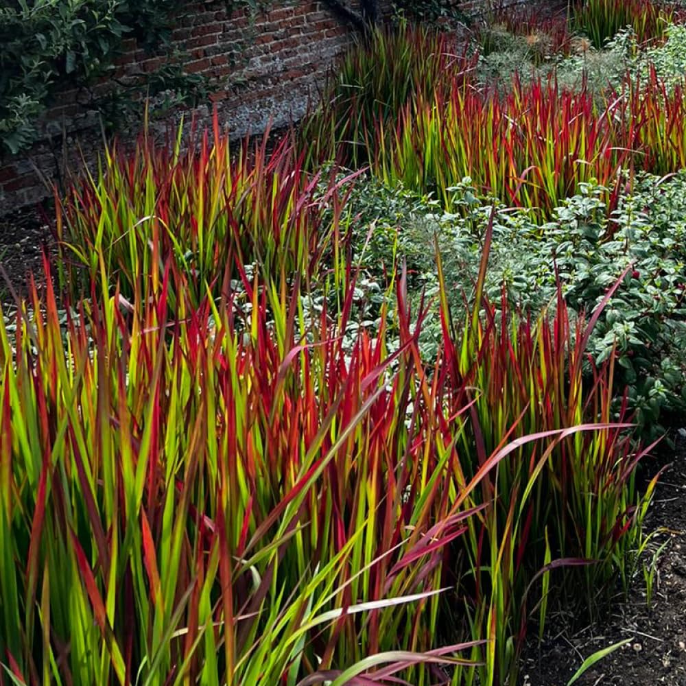 YouGarden Imperata Blood Grass 'Red Baron', Set of Three Established Plants in 9cm Pots, Decorative Grasses for Gardens, Garden Ready Established Red Ornamental Grass