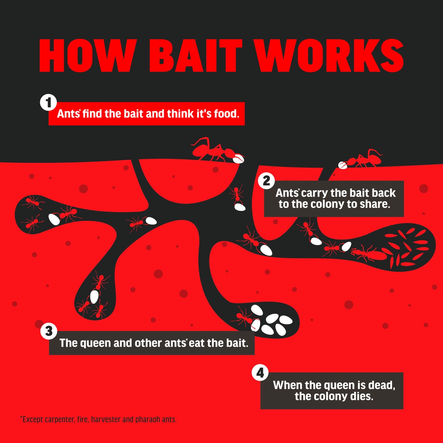 Amdro Ant Killer for Outdoor Home Perimeter, 12oz