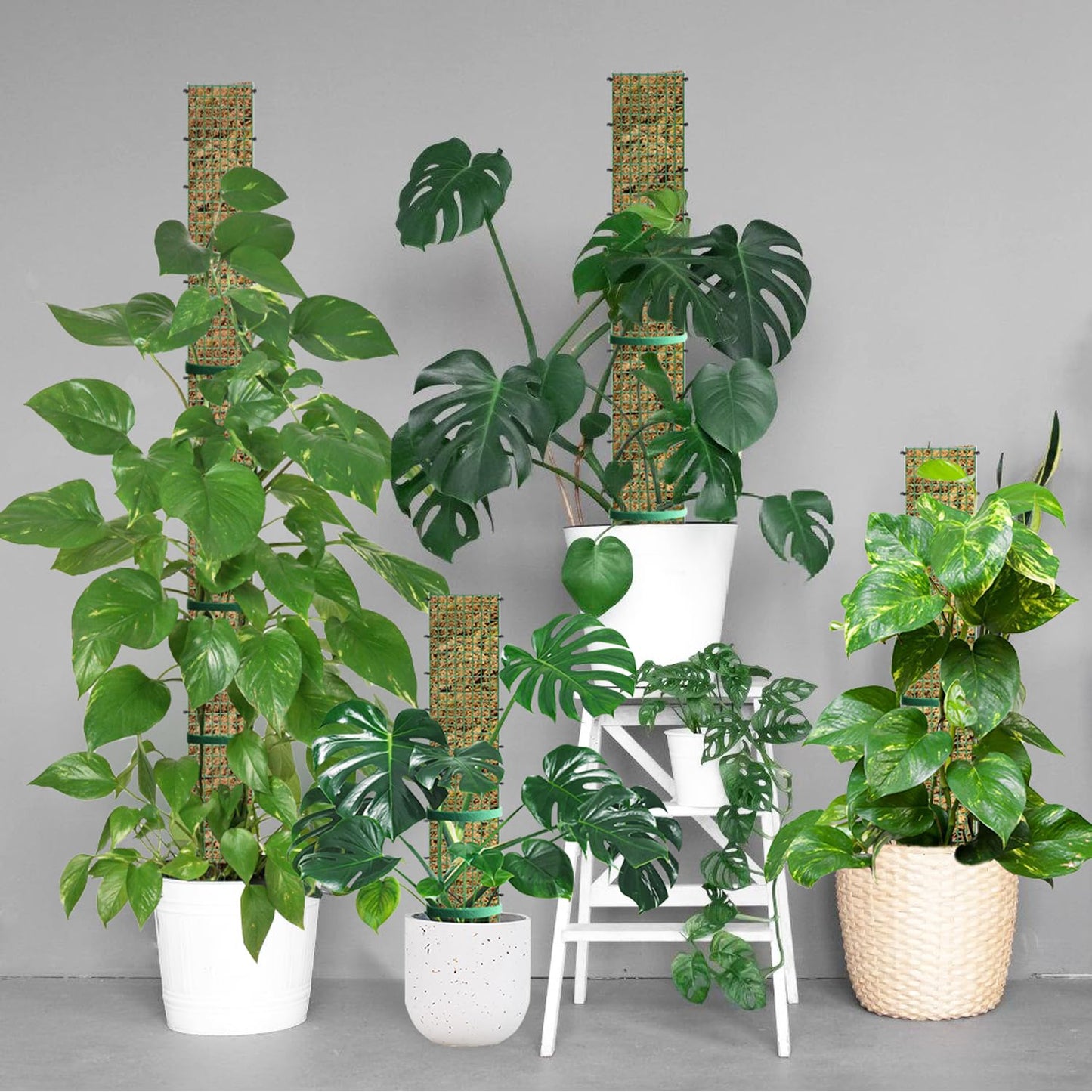 70"/60"/40"/24" Metal Moss Pole, D Shape Sphagnum Moss Pole, Moss Poles for Climbing Plants, Monstera, Indoor Climbing Plants (1 Each of 70" 60" 40" 24")
