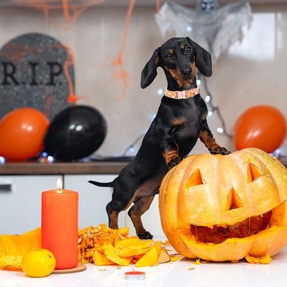 Lionheart Glory Halloween Pumpkin Collar - Heavy Duty, Adjustable, for Medium Dogs, Female or Male