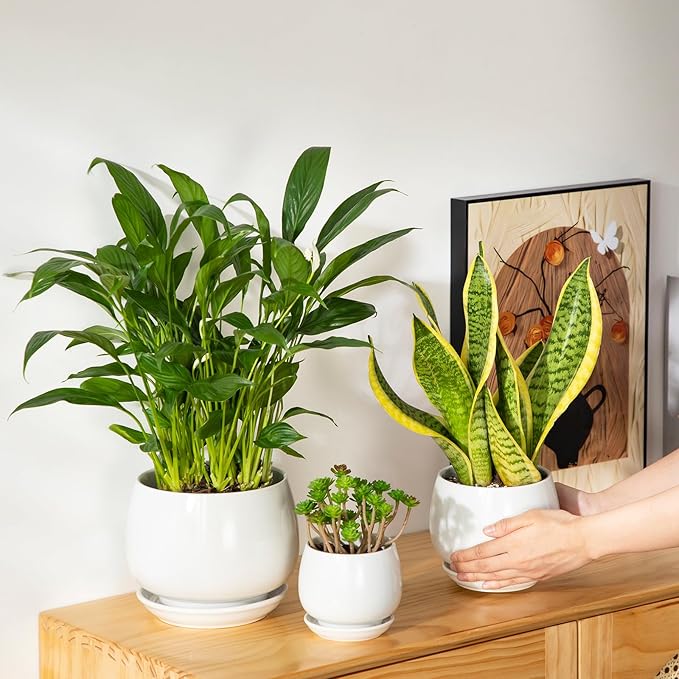 vancasso 3-Pack Ceramic Plant Pots, 3.7/4.8/6.2 Inch Indoor Planters with Saucers & Drainage Hole Planter pots for Indoor Plants and Flower, White