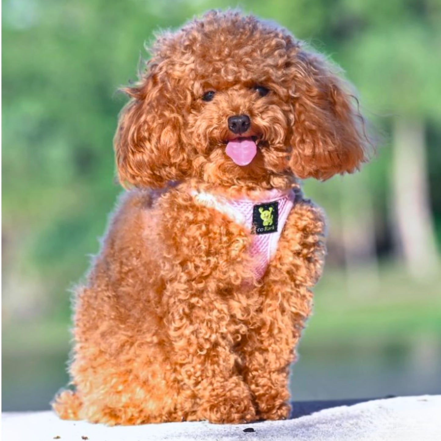 EcoBark Baby Pink Step in Dog Harness - Step in Mesh Dog Harnesses - Safe & Secure Wrap Around Body Halter Vest