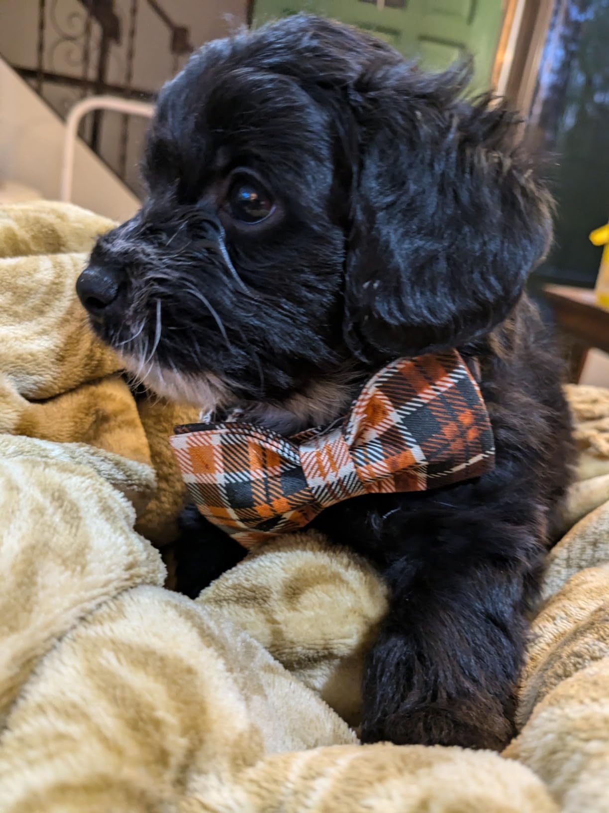 Lionet Paws Halloween Dog Collar with Bowtie - Cute Cotton Adjustable Fall Bowtie Dog Collar with Metal Buckle for Small Medium Large Dog Girl Boy Gift, S, Neck 10-16in