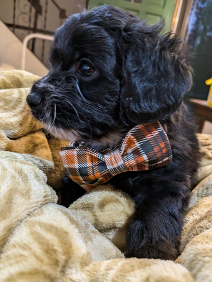 Lionet Paws Halloween Dog Collar with Bowtie - Cute Cotton Adjustable Fall Bowtie Dog Collar with Metal Buckle for Small Medium Large Dog Girl Boy Gift, S, Neck 10-16in