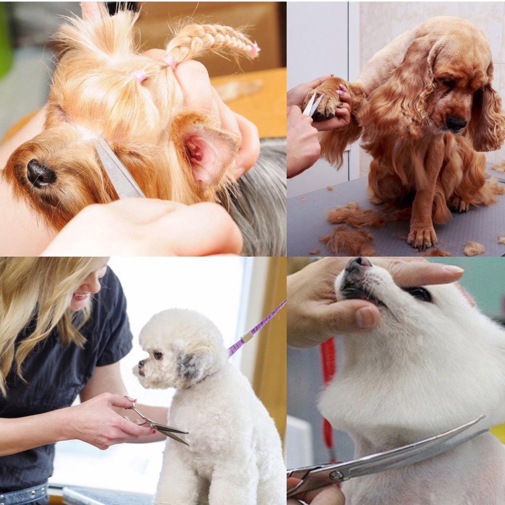 iSeaFly Dog Grooming Scissors Kit with Round Tip, 6 in 1 Cat Dog Scissors, Stainless Steel Pet Grooming Shears, Straight, Curved, Thinning Shears, Comb for Full Body, Face, Nose, Ear & Paw