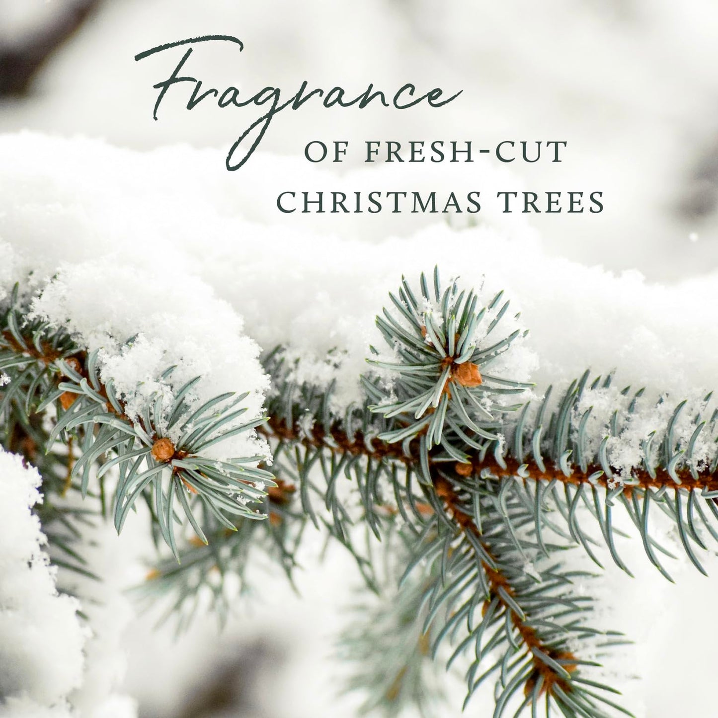 Thymes Frasier Fir Reed Diffuser Set – Includes Reeds, Fragrance Oil, and Frosted Glass Bottle – Fragrance Oil Diffuser – Room Fresheners – Luxury Home Decor – Green & Clear (Pine Needle, 4 fl oz)