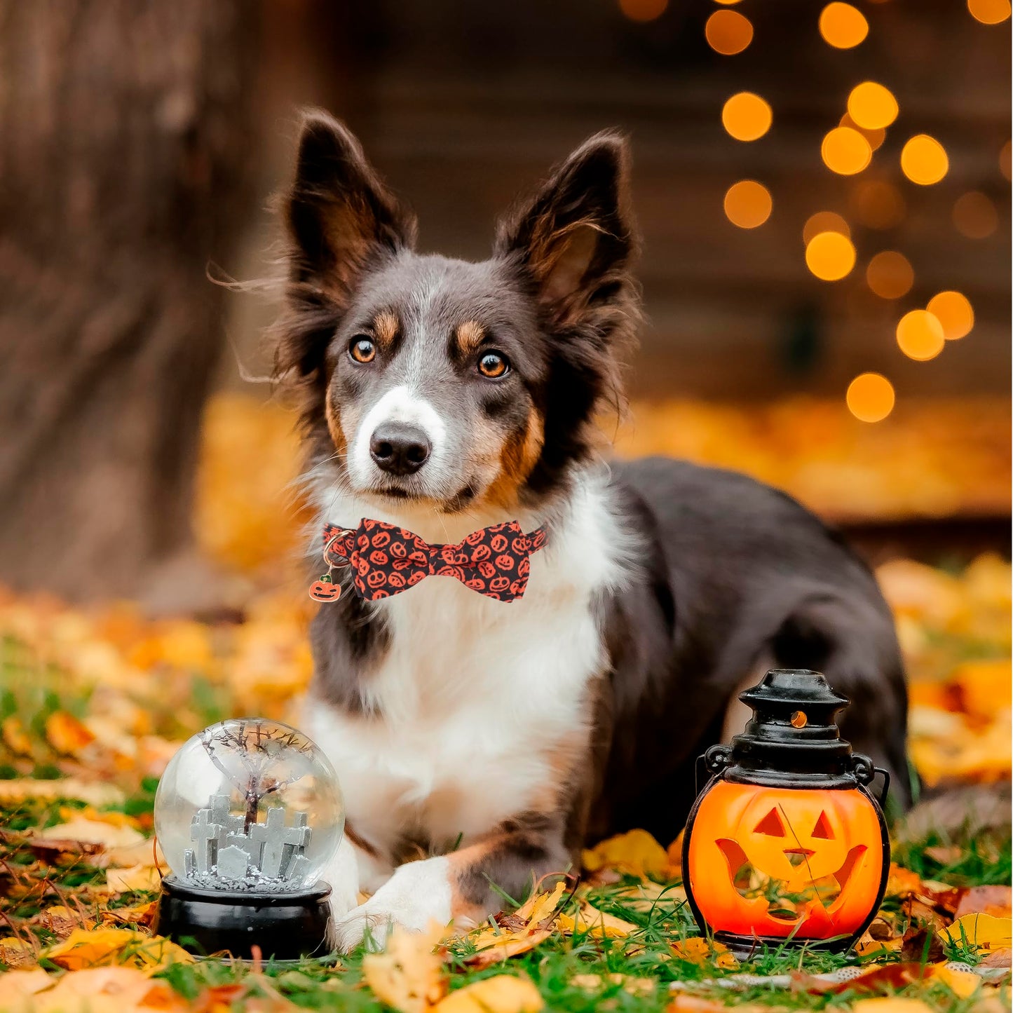 ADOGGYGO Halloween Dog Collars with Bow Tie, Adjustable, Black Orange, Pumpkin Skeleton Halloween Bow Collars for Small Medium Large Dogs Pets (Medium)