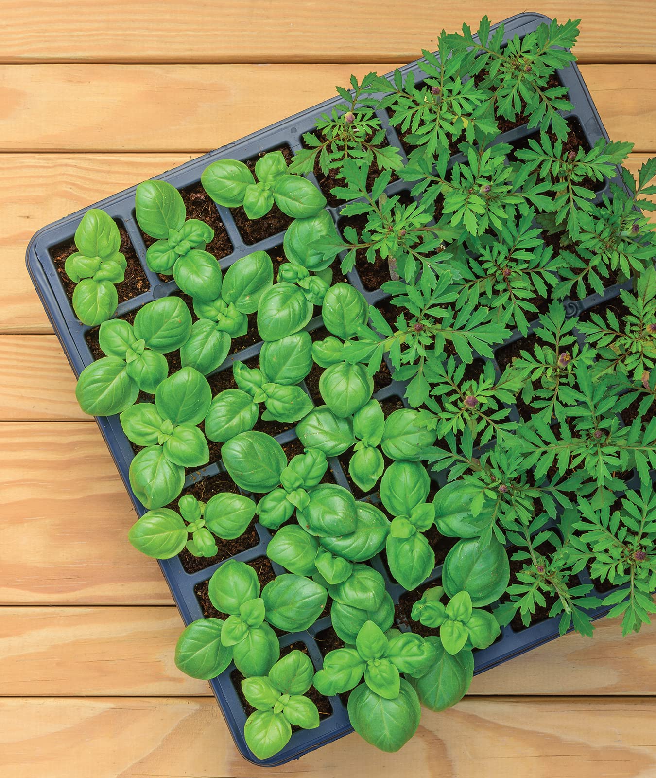 Burpee 36 Cell Seed Starting Kit, One Size, Model:Seed Starter Tray