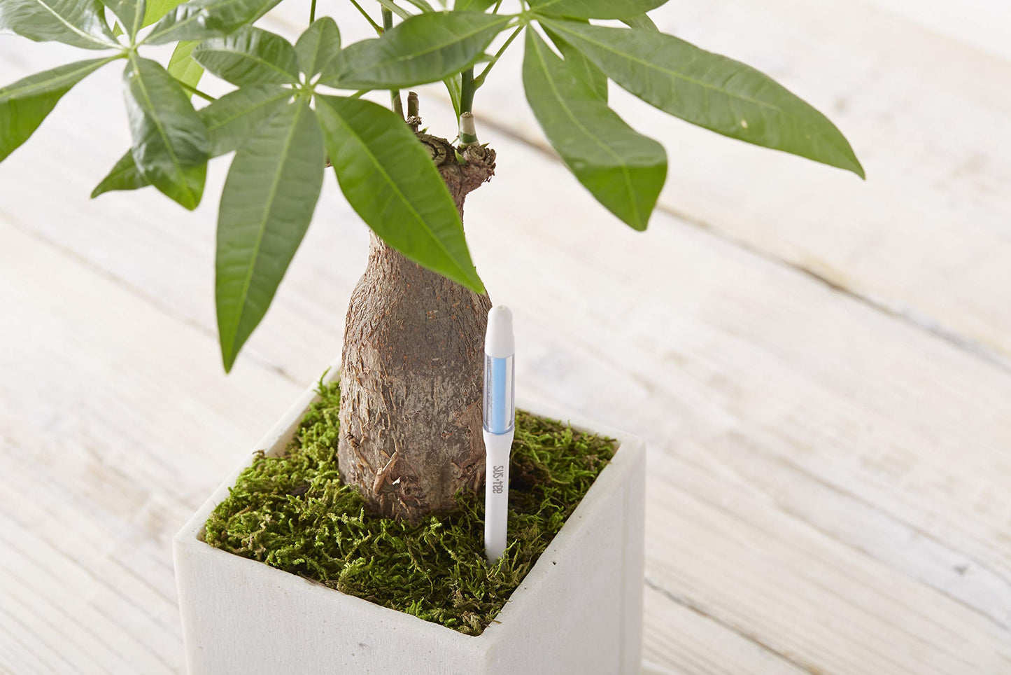 SUStee Watering Indicator for plants (Set of 5) - Smart Watering for All Plants, Works in All Soils | Minimalistic Design, Easy-to-Use, No Batteries | 100% Made in Japan (Green, Medium)