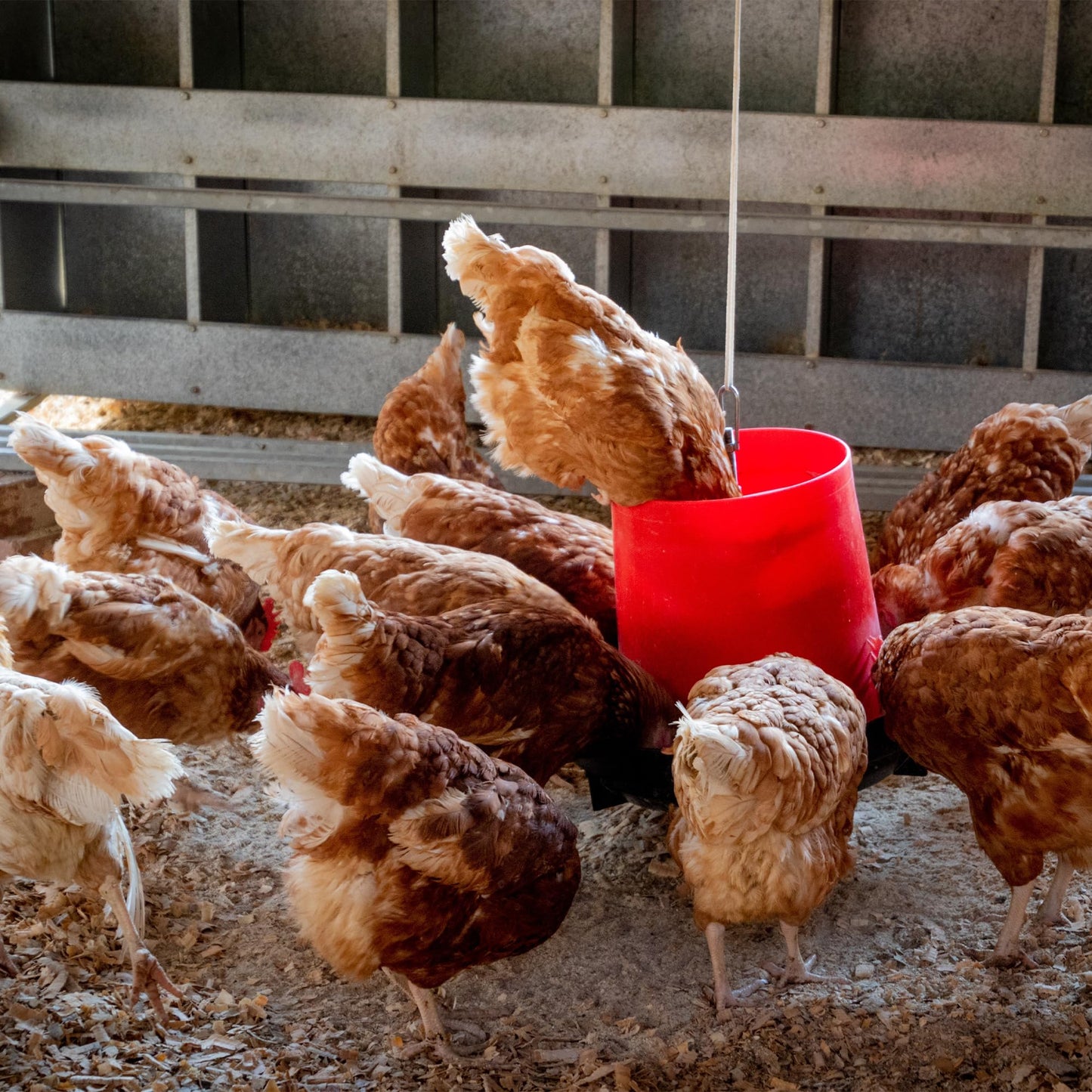 Copdock Mill Range Layers Pellets with Verm-X Chicken Feed 20kg - Premium Quality Complete Feed for Poultry - 100% Natural Mix to Aid Digestion and Protect Against Intestinal Problems