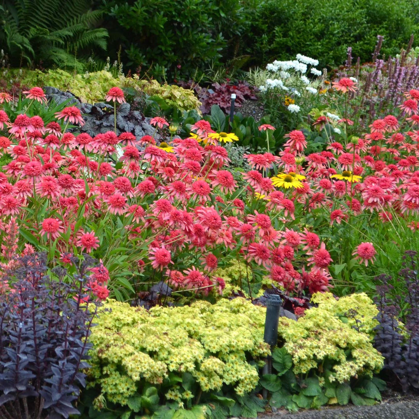 YouGarden Pack of 12 Mixed Winter Hardy Perennial Plants in 9cm Pots, Garden Ready Autumn Bedding Plants in 9cm Pots, Extremely Hardy