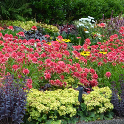 YouGarden Pack of 12 Mixed Winter Hardy Perennial Plants in 9cm Pots, Garden Ready Autumn Bedding Plants in 9cm Pots, Extremely Hardy