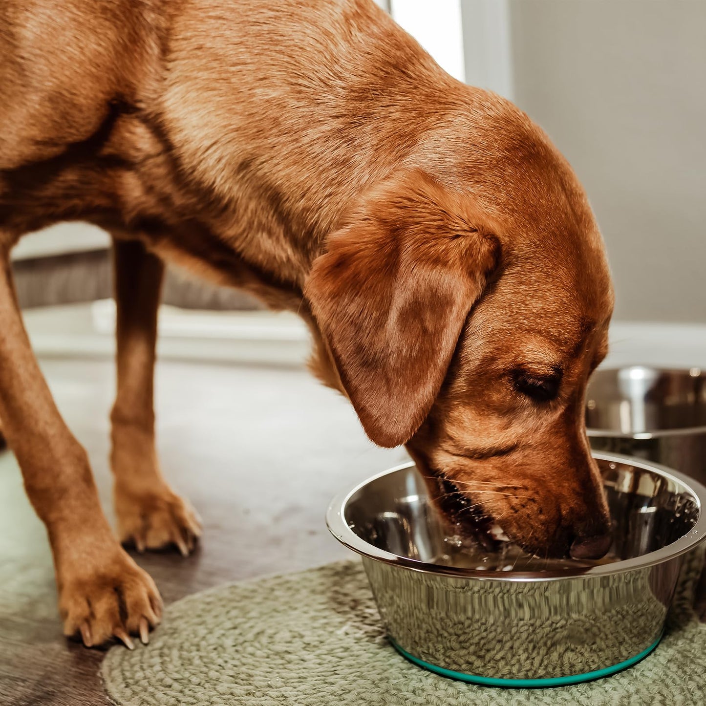 PEGGY11 Stainless Steel Dog Bowls, Nonslip, Food Grade, Dishwasher Safe, Easy to Clean - 1.44L, 2 Pack