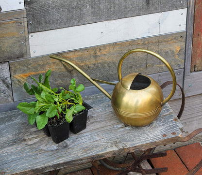 Achla WC-01 Designs Watering Can, 1L, Brass