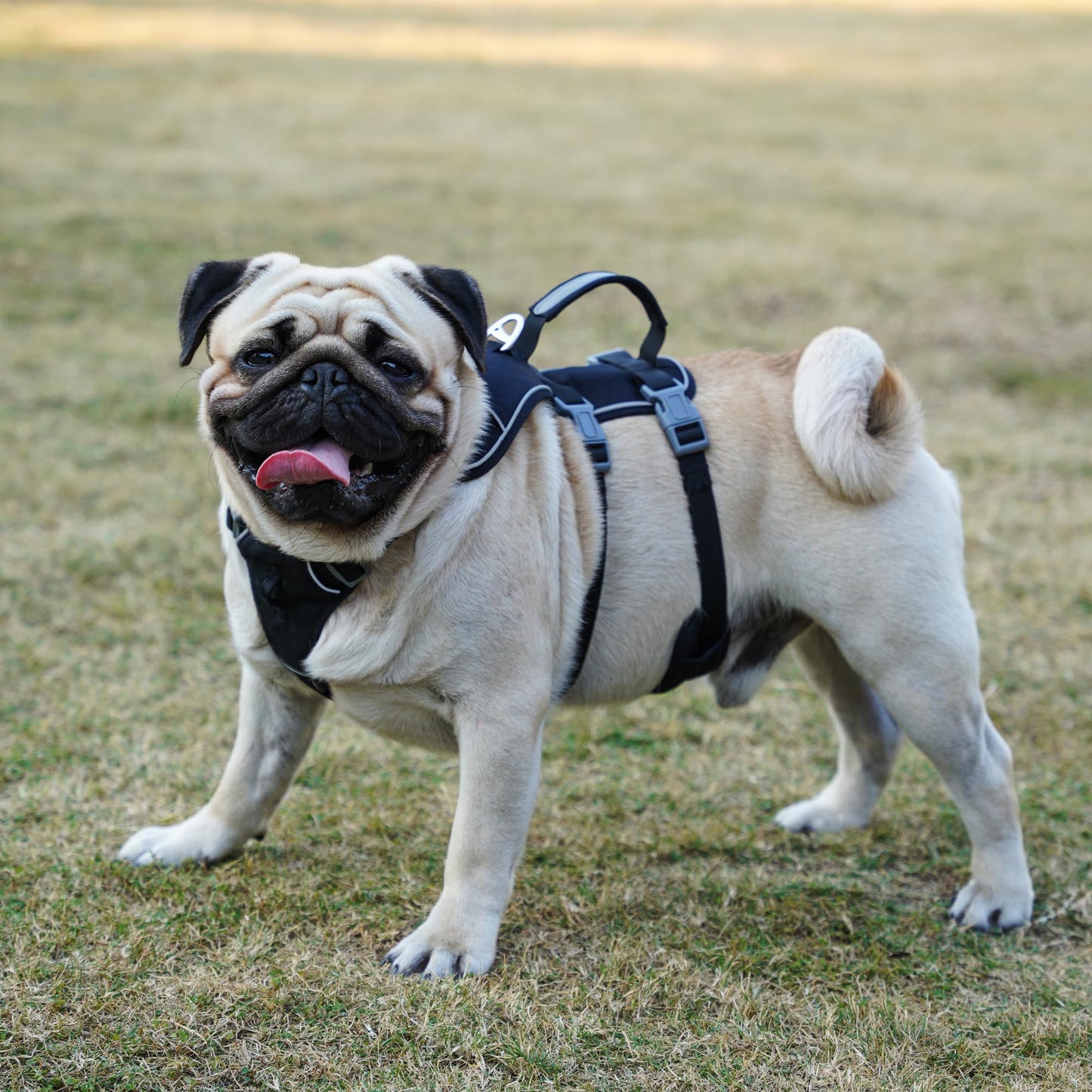 Wuffley Escape Proof Dog Harness and Leash Set, Lightweight Dog Harness with Lift and Assist Handle, No Pull Reflective Pet Vest for Small Medium Dogs, Ideal for Puppy Walking and Training (Black,XS)