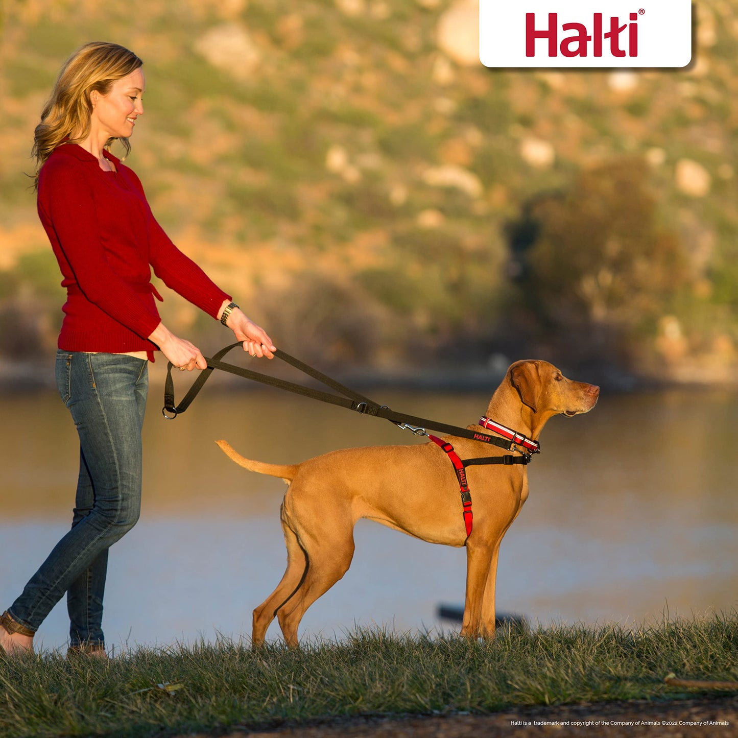 HALTI Front Control Harness - To Stop Your Dog Pulling on the Leash. Adjustable, Lightweight and Easy to Use. Anti-Pull Dog Training Harness for Medium Dogs (Size M)