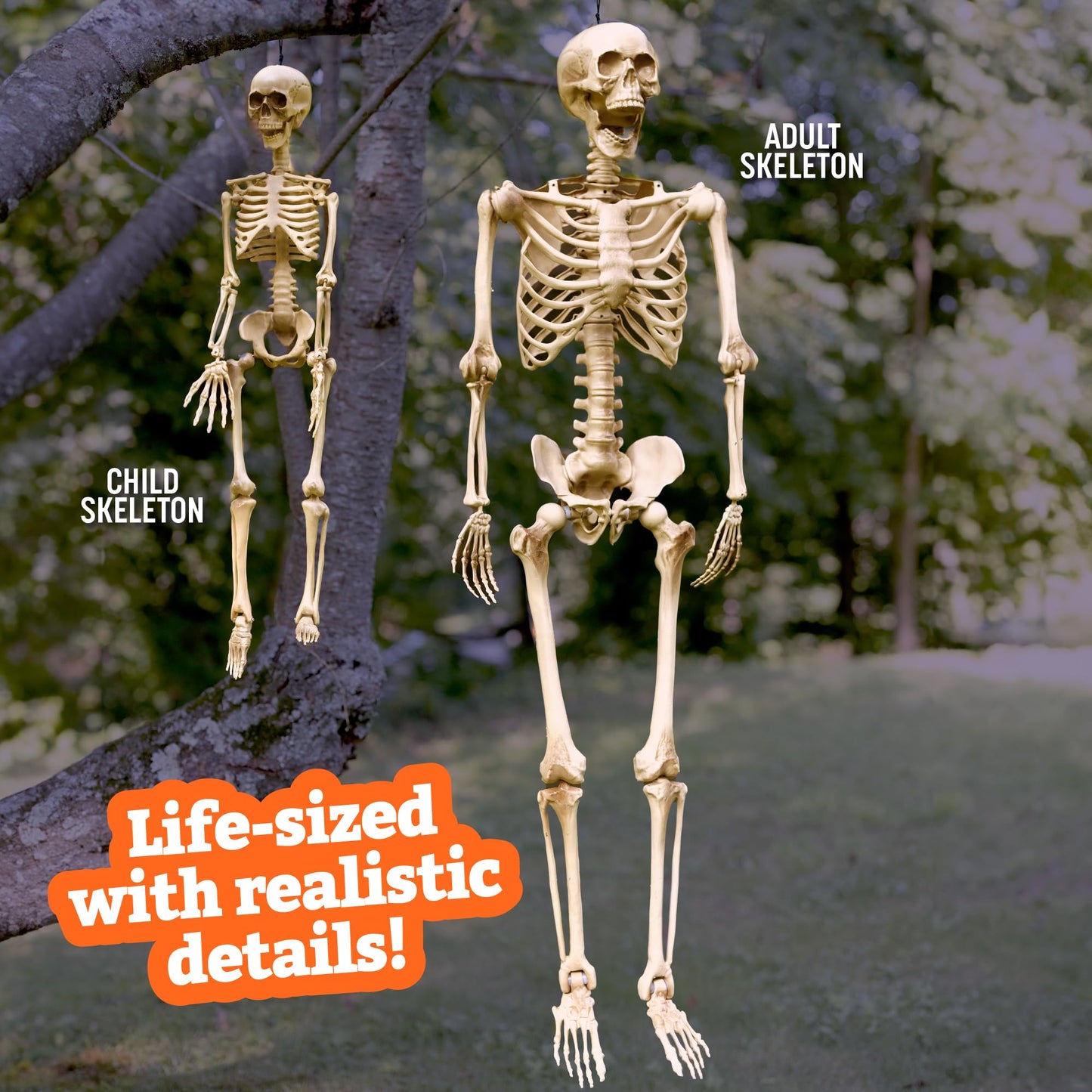 Life Size Human Skeleton Halloween Decoration Value 2 Pack- Adult 5' 4" & Child 2' - Articulated Posable Limbs Stay in Place, Weather Resistant Indoor/Outdoor- Upgrade Fall Haunted House Party Props