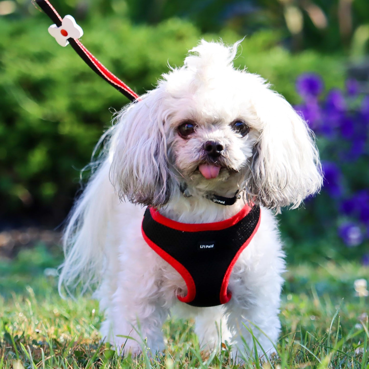 Coastal Pet Li'l Pals Dog Slicker Brush with Coated Tips - Dog Grooming Brush for Small Breeds & Puppies - One Size