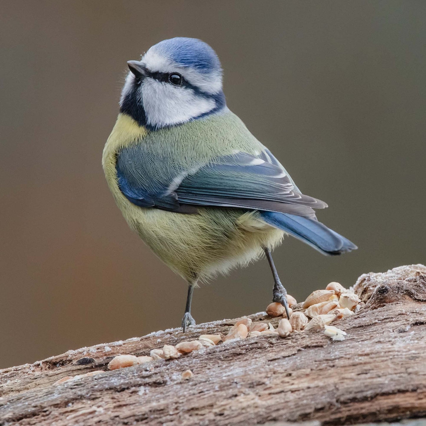 Copdock Mill Wild Bird Seed & Grain Mix 20kg Bag All Year Round High Energy Wild Bird Food 100% Natural Ingredients Including Sunflower Seeds and Peanuts