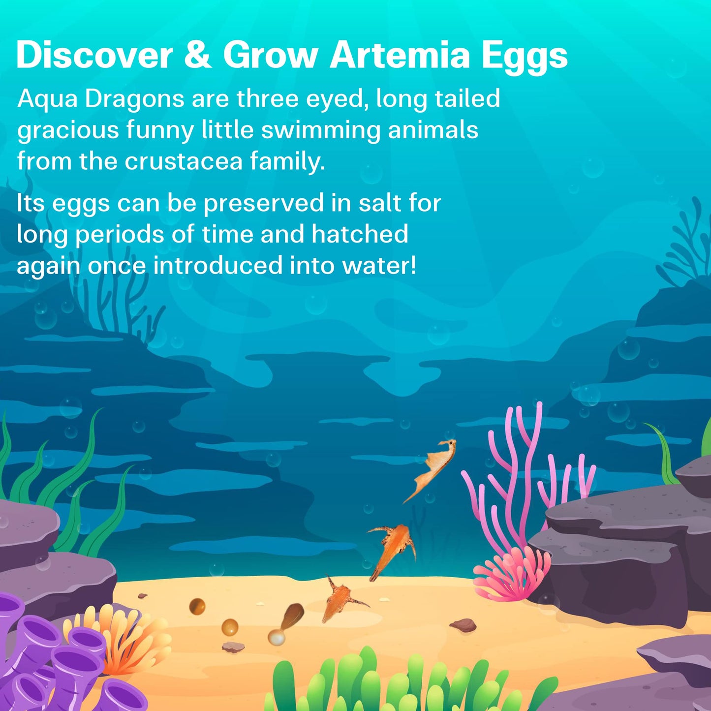 Aqua Dragons Underwater World Aquarium