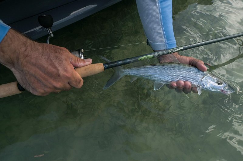 St. Croix Triumph Inshore Casting Rod - Durable & Sensitive Design | High Performance Fishing Gear
