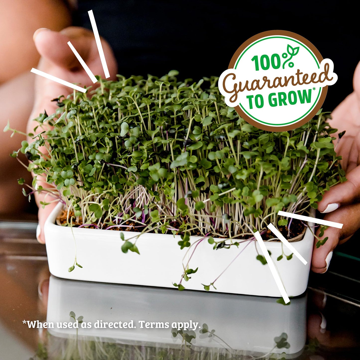 Back to the Roots Organic Microgreens Grow Kit with Ceramic Planter, Expandable Soil, Organic Seeds, and Germination Lid