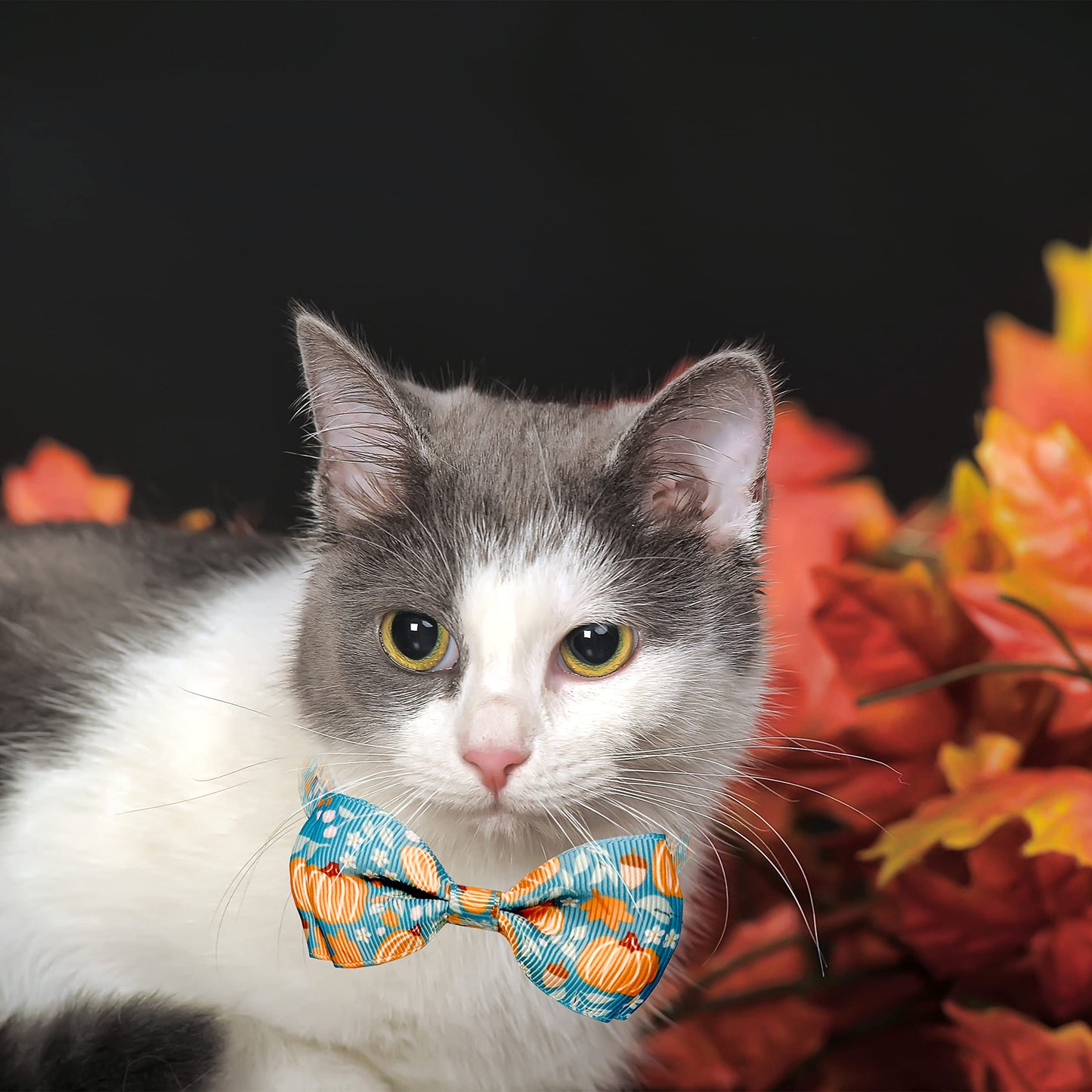 3 Pack Holiday Cat Collar with Bow and Bell, Halloween Thanksgiving Christmas Cat Collar for Boys and Girls Kitties Kittens