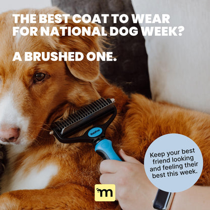 MalsiPree Dog Grooming Brush for Shedding - 2 in 1 Deshedding Tool and Undercoat Rake - Long and Short Haired Dog Brush, Cat Brush - Dematting Comb and Dog Brushes for Shedding (Large, Blue)