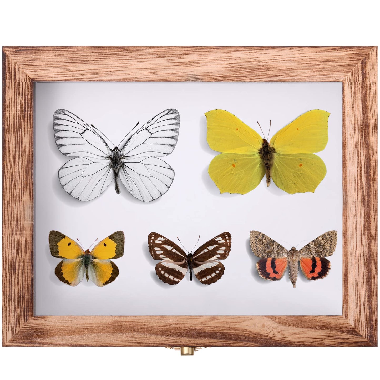 Insect Display Case Box Collection Box with Clear Top, EVA Foam Pinning Board and 100 Pieces Pins Insect Shadow Box Kit Entomology Supplies for Collecting Butterfly Specimen(Carbonized Black)