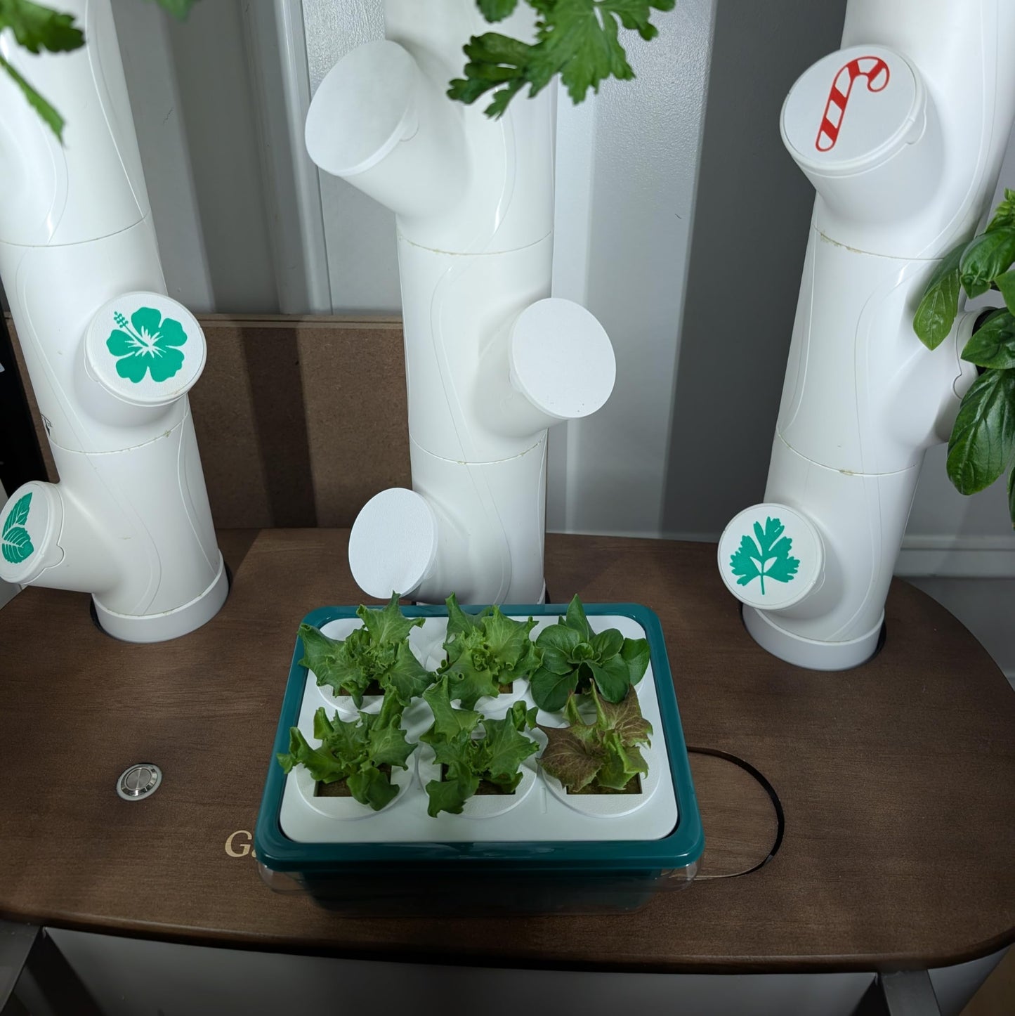 Grow Cubes for Hydroponic System/Grow Cubes Compatible with Gardyn (Seed Starter Nursery)
