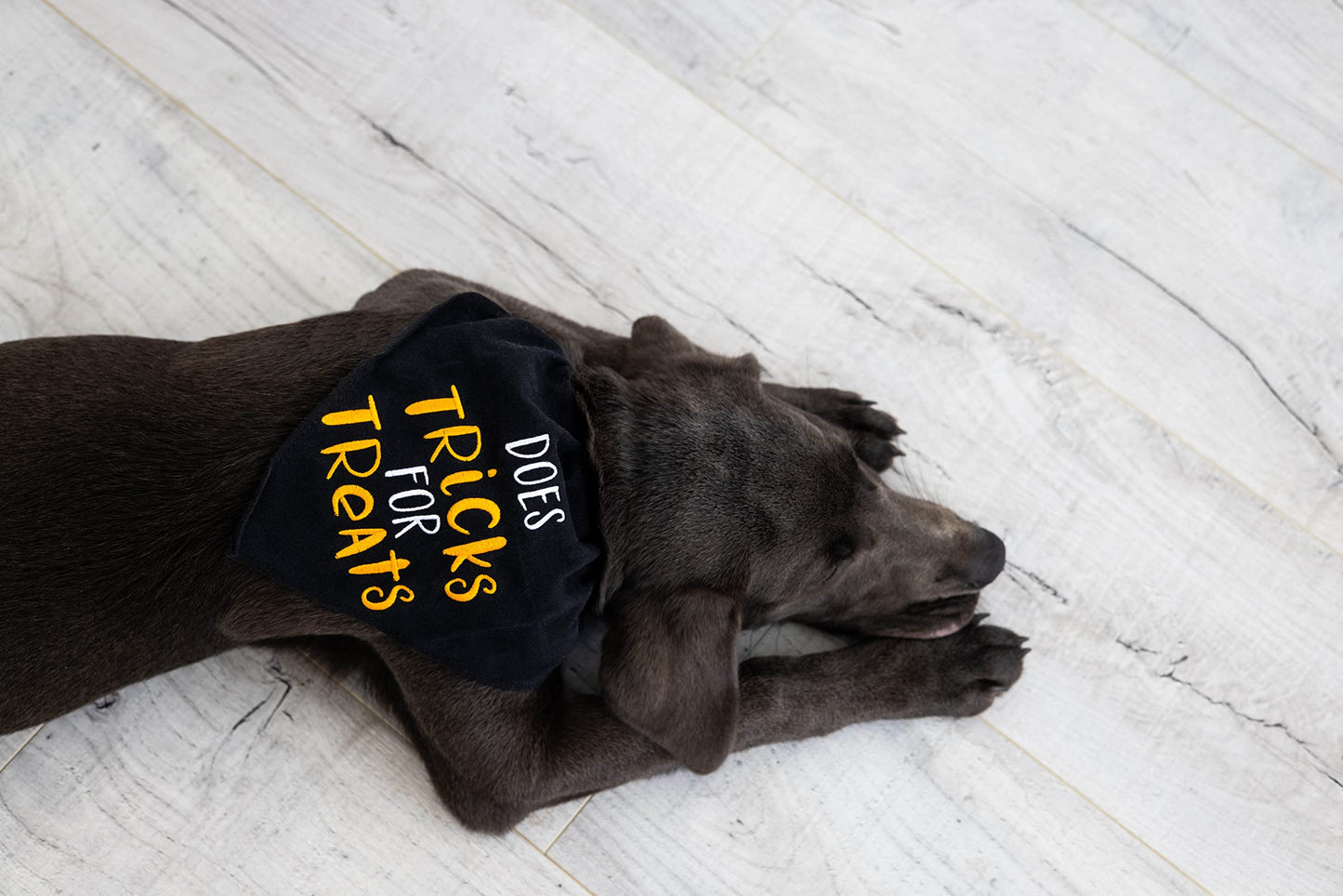 Pearhead Trick or Treat Dog Bandana, Black Halloween Pet Scarf, Slip-On Collar Accessory for Small Medium Pets, Cute Puppy Costume, Fall Seasonal Pet Apparel