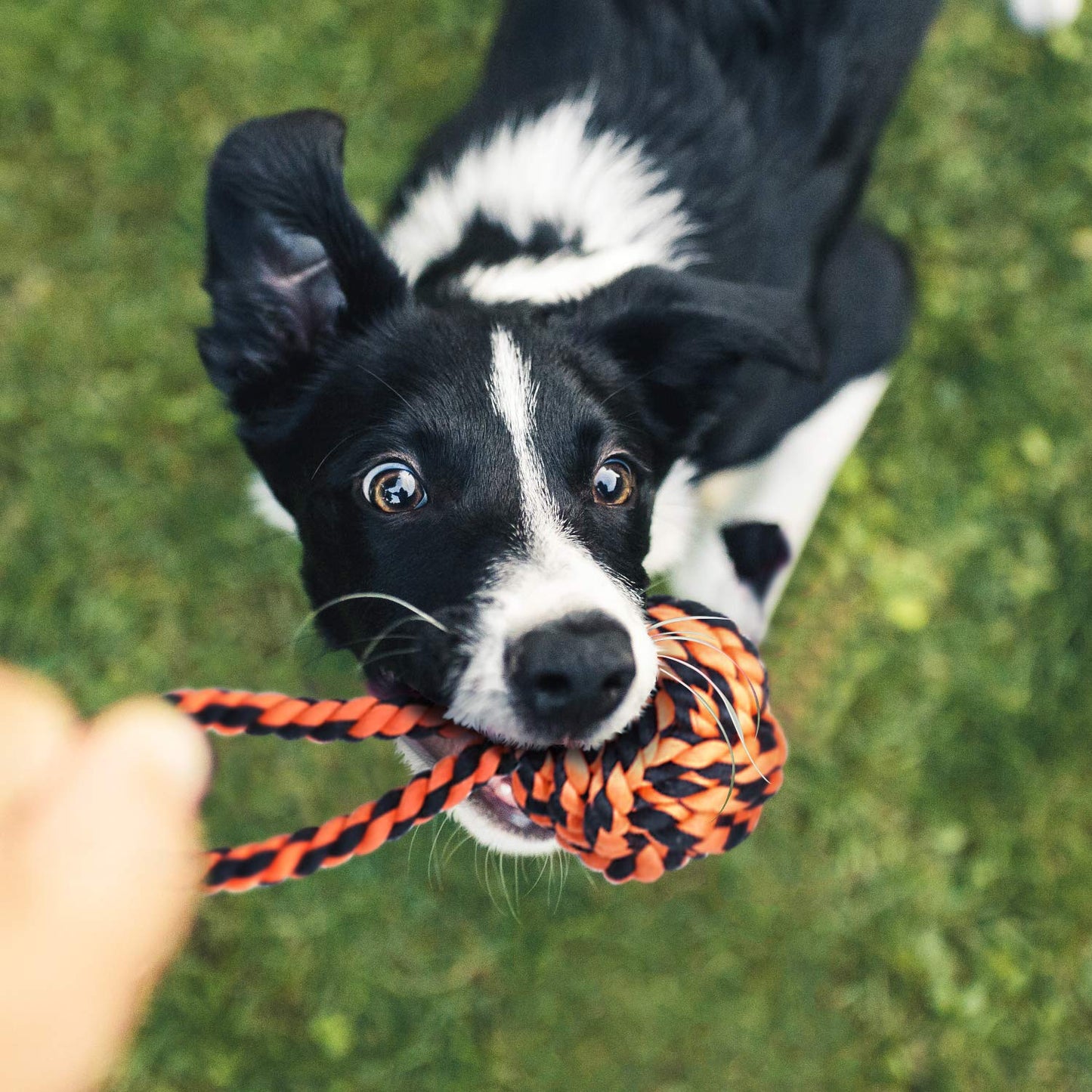 SHARLOVY Large Tough Chew Toys for Aggressive Chewers Large Breed,Heavy Duty Dental Rope Toys Kit for Medium Dogs,5 Knots Indestructible Cotton Puppy Teething Chew Tug Toy (9 pack)