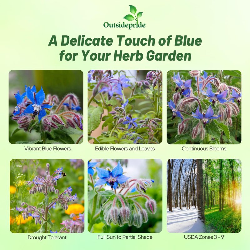 Outsidepride Blue Borage Seeds for Planting – 5 lb. Annual, Drought-Tolerant Herb Seeds with Star-Shaped Blooms, Attracts Bees for Pollinator Gardens, Summer Teas, Decoration & Culinary Use