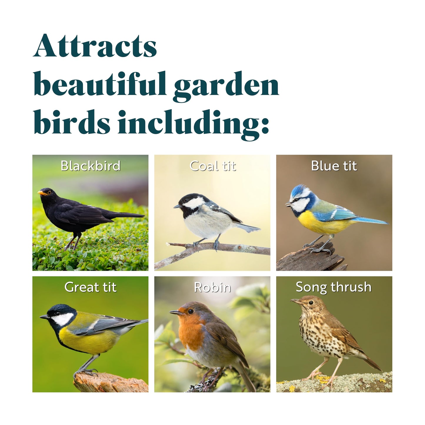 RSPB Buggy Nibble Treats, 550g, This Nibbles are like Hot Cakes to Wild Birds, A Delicacy that Few Birds Can Resist, Made with Mealworms, Premium UK Suet & Cereal. Supporting the RSPB