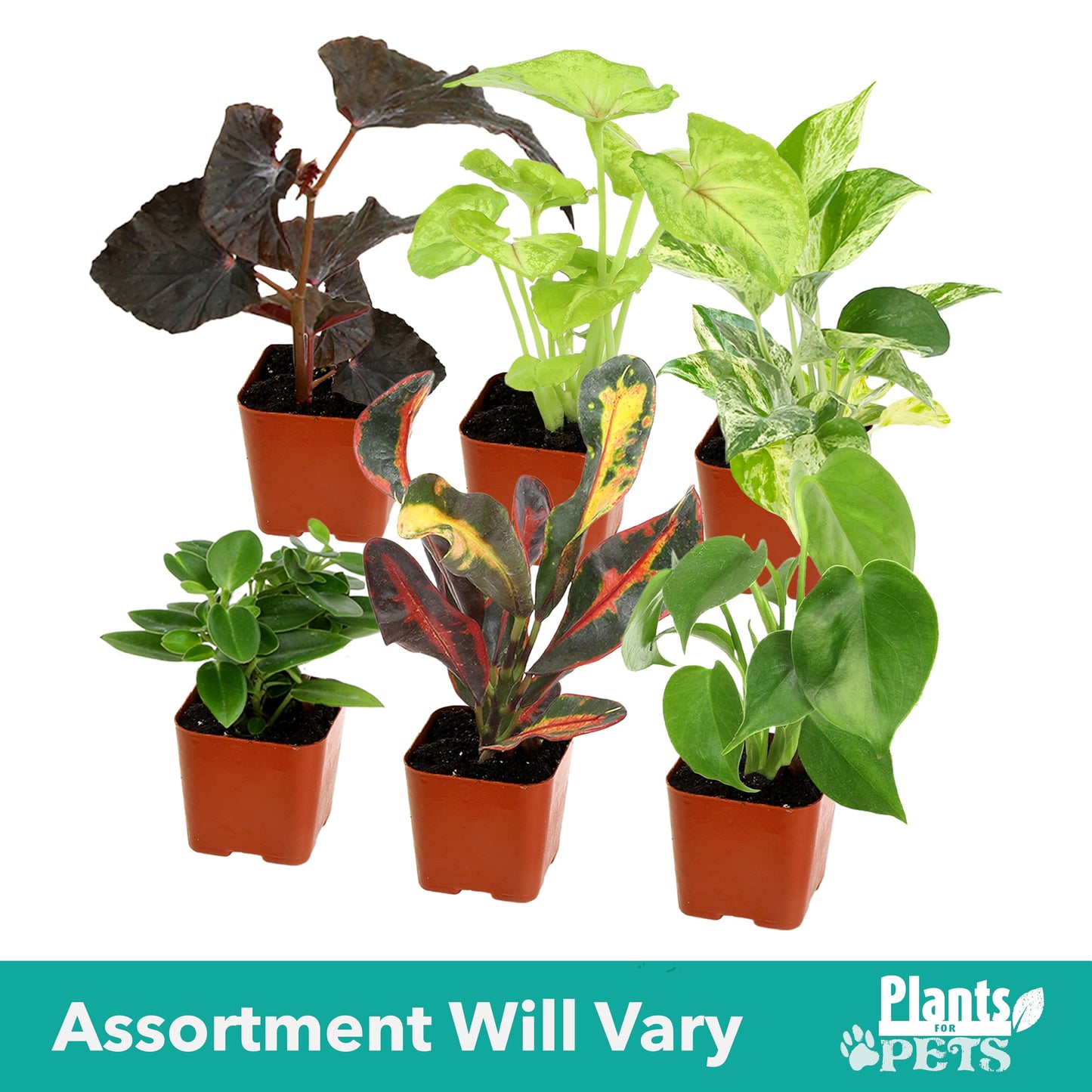 Easy to Grow Houseplants (Pack of 6), Live House Plants in Containers, Growers Choice Plant Set in Planters with Potting Soil Mix, Home Décor Planting Kit or Outdoor Garden Gifts by Plants for Pets