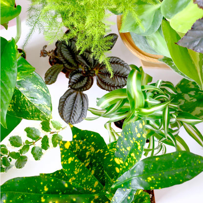 Easy to Grow Houseplants (Pack of 6), Live House Plants in Containers, Growers Choice Plant Set in Planters with Potting Soil Mix, Home Décor Planting Kit or Outdoor Garden Gifts by Plants for Pets