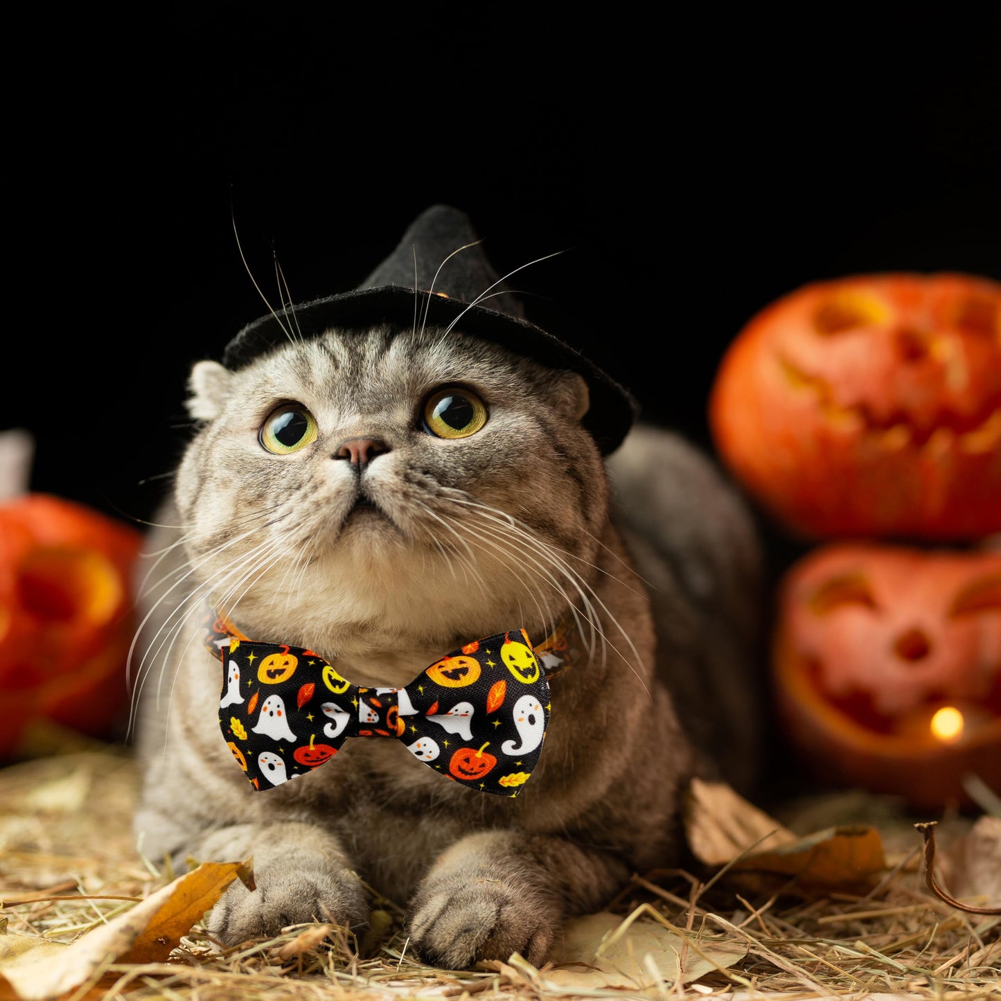 2 Pack Halloween Cat Collar with Bell, Holiday Kitty Kitten Skull and White Ghost Patterns for Boys Girls Males Female Cats