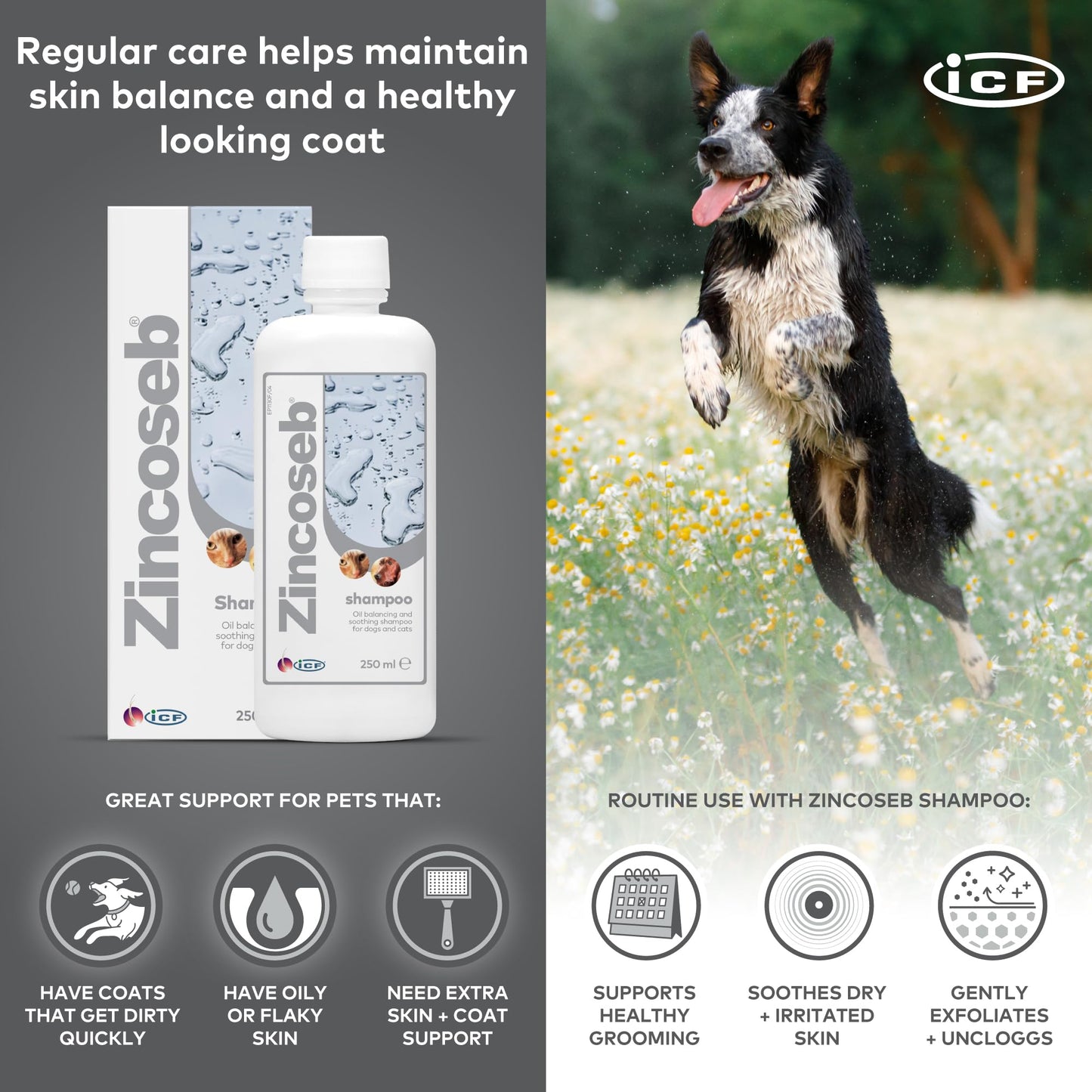 ICF Zincoseb Dog Shampoo for Itchy Skin Relief Anti Itch + Antifungal + Antibacterial for Dogs & Cats Made for Pets with Sensitive Skin 250 ml