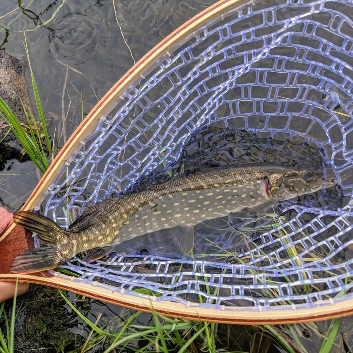 Fly Fishing Landing Net Soft Rubber Mesh Trout Fishing Net, Rubber Coated Landing Nets for Easy Catch and Release