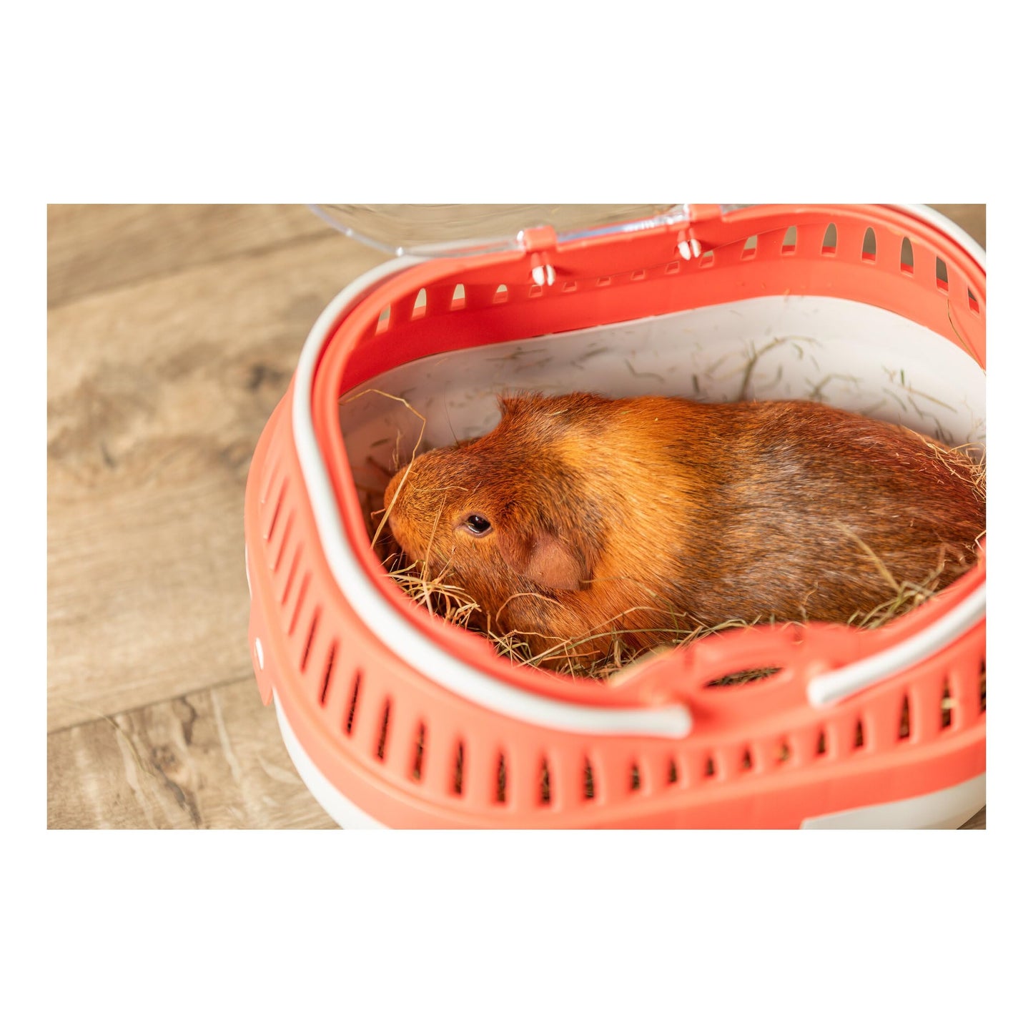 Trixie Pico Transport Box for Pet, 30 x 21 x 23 cm (Colour Assorted)