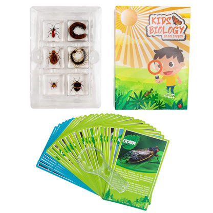 Insect Specimen Set, Bugs Collection Scientific Education Gift for Kids Aged 3-8-12 (Millipede, Centipede, Dragonfly Larvae, Tea Seed Bug, Red Longhorn Beetle, Spiny Spider)