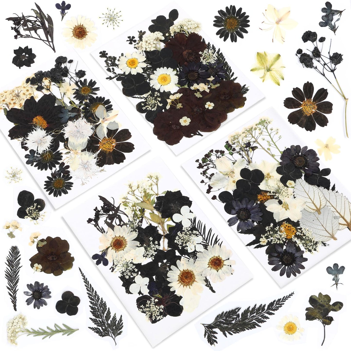 Augshy Black Dried Pressed Flowers, 120 Pcs Halloween Dried Flowers for Resin Molds Real Pressed Flowers for Crafts DIY Jewelry Molds, Scrapbooking, Candle, Soap Making