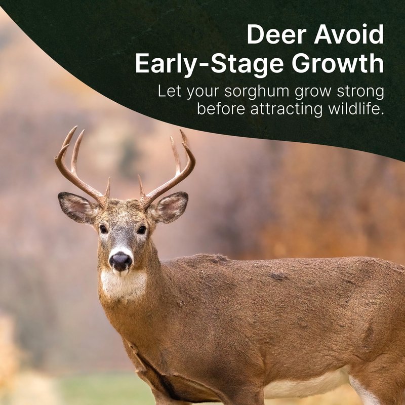 Hit List Seed® Grain Sorghum Food Plot Seeds for Deer [Annual Mix] - Deer Food Plot Seed - Sorghum Seeds for Planting - Deer Plot Seed Mix - 100% Grain Sorghum - Summer & Spring Planting - 5 lbs