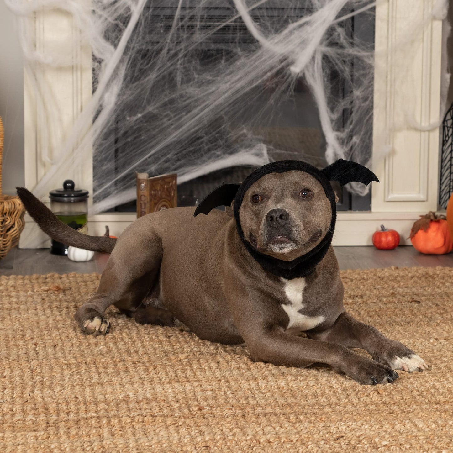 Furhaven Medium Dog Hat, Washable & Cozy - Plush Faux Fur Flex-Fit Black Bat Dog Hat Costume - Black, Medium