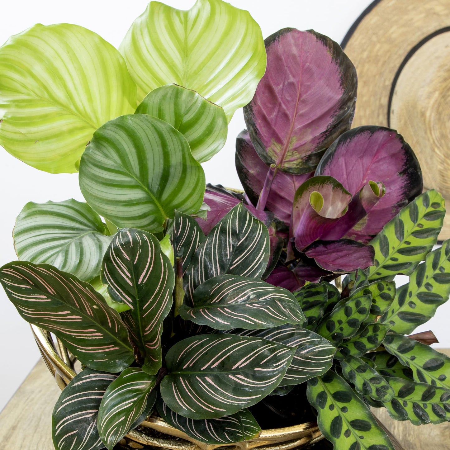 Calathea Prayer Plants Live House Plants (4PK), Pet Friendly Indoor Plants, Prayer Plant Houseplant Pack, Grower's Choice Calathea Plant Mix, Live Houseplants for Home and Office by Plants for Pets