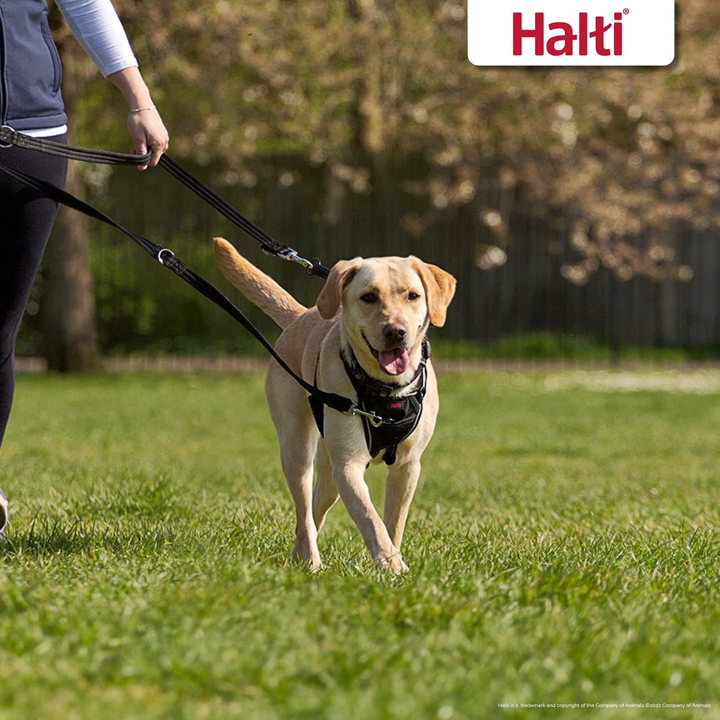 Halti Training Lead For Dogs, Double Ended Dog Training Lead for Halti Head Collar and No Pull Harness, Black Training Lead for Medium Dogs and Large Dogs, 14320B