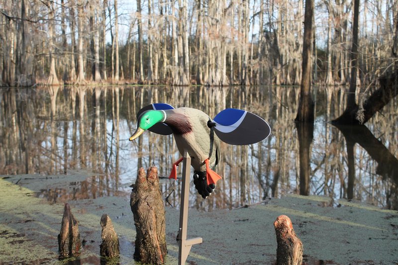 MOJO Outdoors Baby Mallard Drake Spinning Wing Decoy - Premium Waterfowl and Duck Hunting Decoy